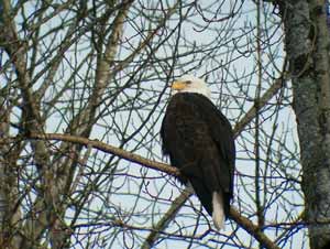 Bald Eagle in Brackendale
