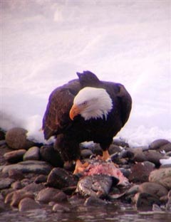 A Bald Eagle eating salmon in Squamish